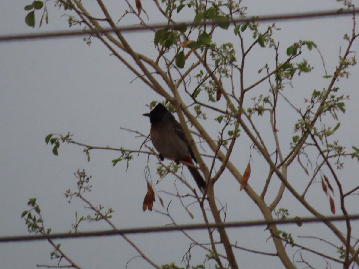 Red-vented Bulbul - ML618764760