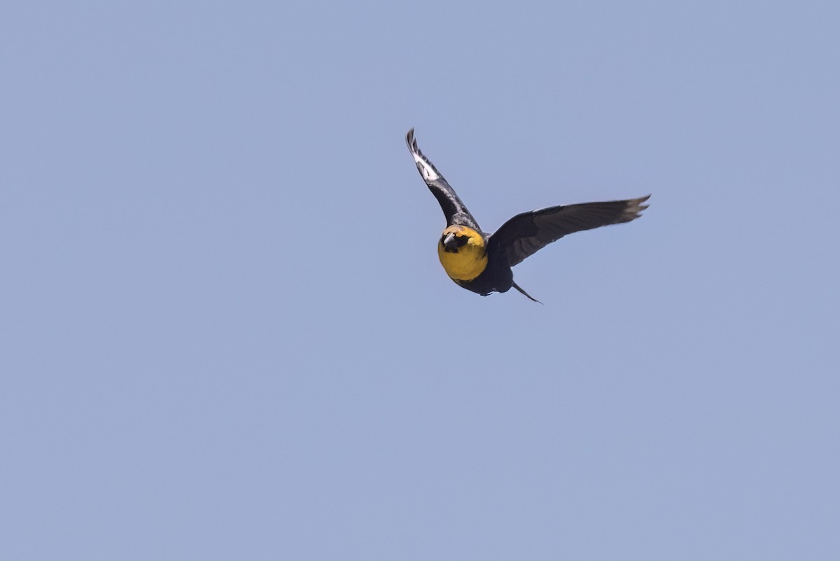 Yellow-headed Blackbird - ML618764778