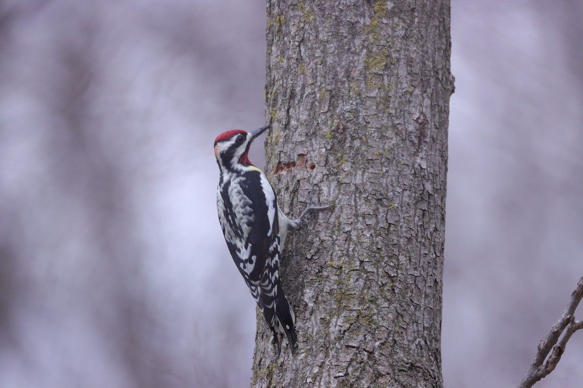 Yellow-bellied Sapsucker - Terrence Fader