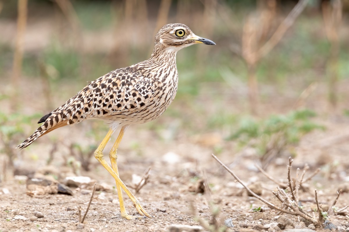 Spotted Thick-knee - ML618764817