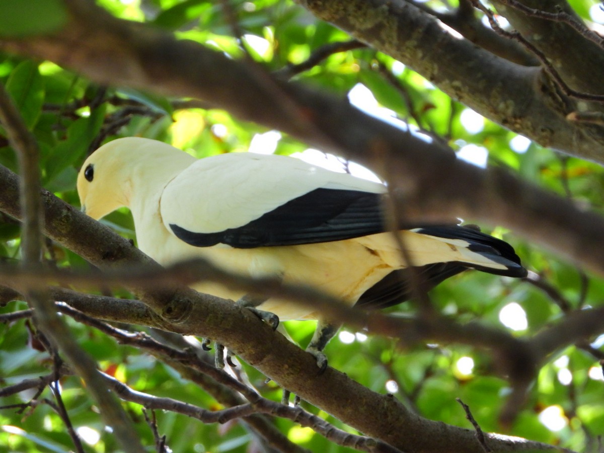 Pied Imperial-Pigeon - ML618764856