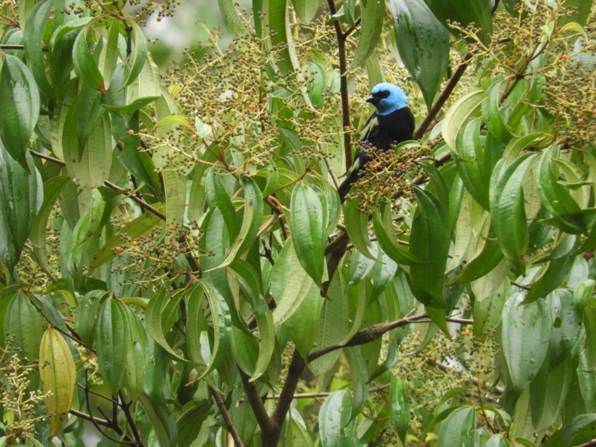 Blue-necked Tanager - ML618764875