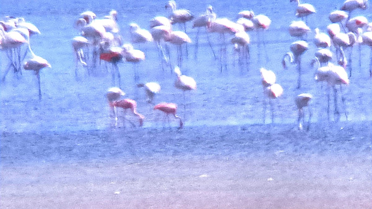Küçük Flamingo - ML618764897