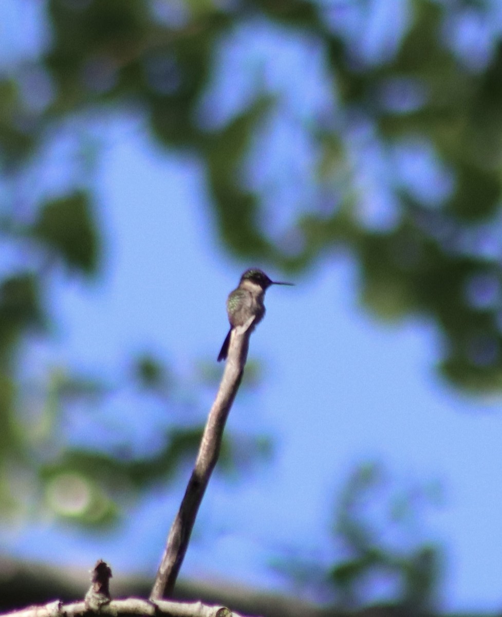 Ruby-throated Hummingbird - ML618764911