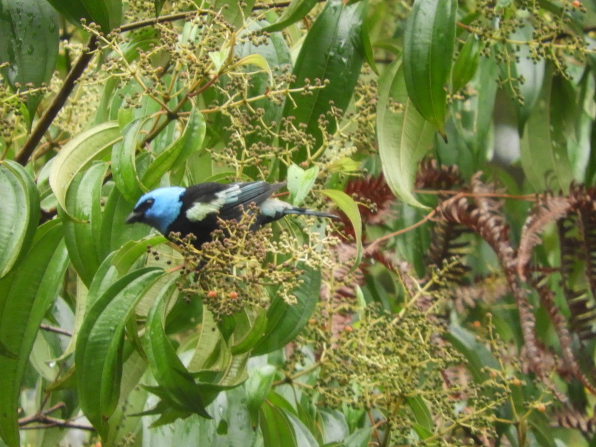 Blue-necked Tanager - ML618764912