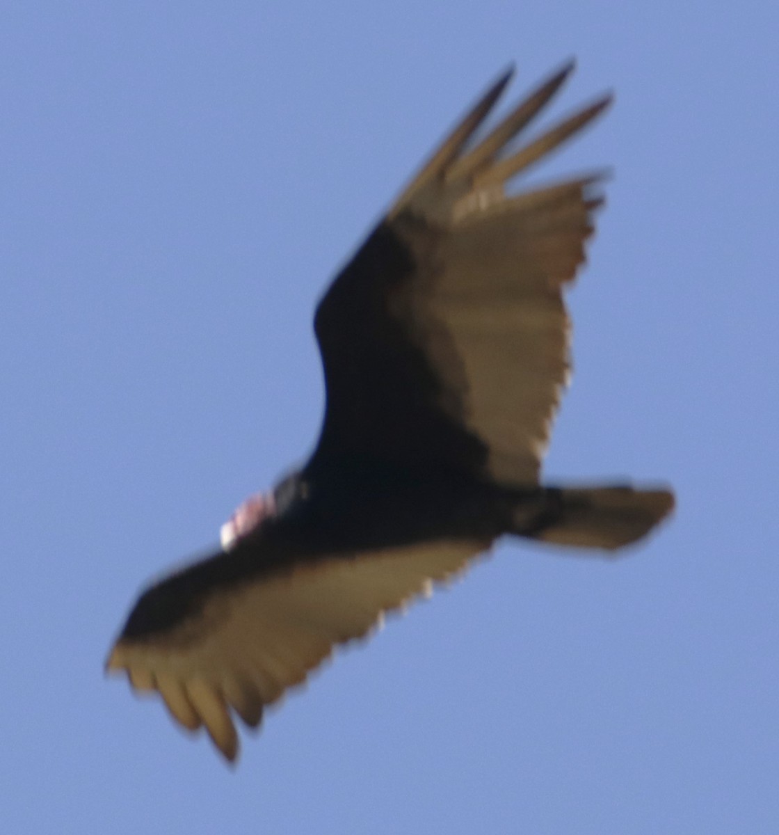 Turkey Vulture - ML618764929