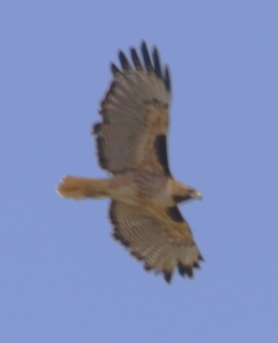 Red-tailed Hawk - ML618764934