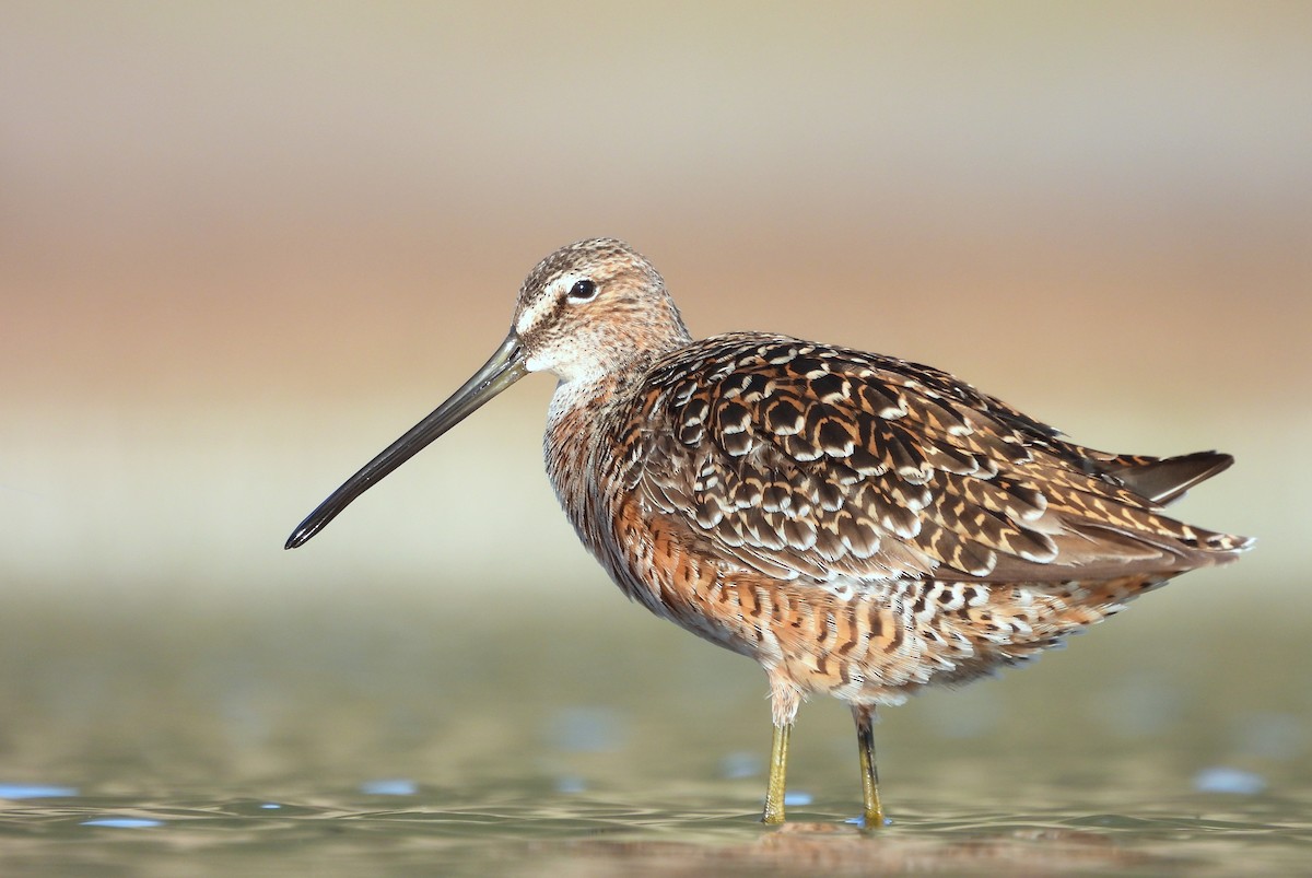 Long-billed Dowitcher - ML618764940