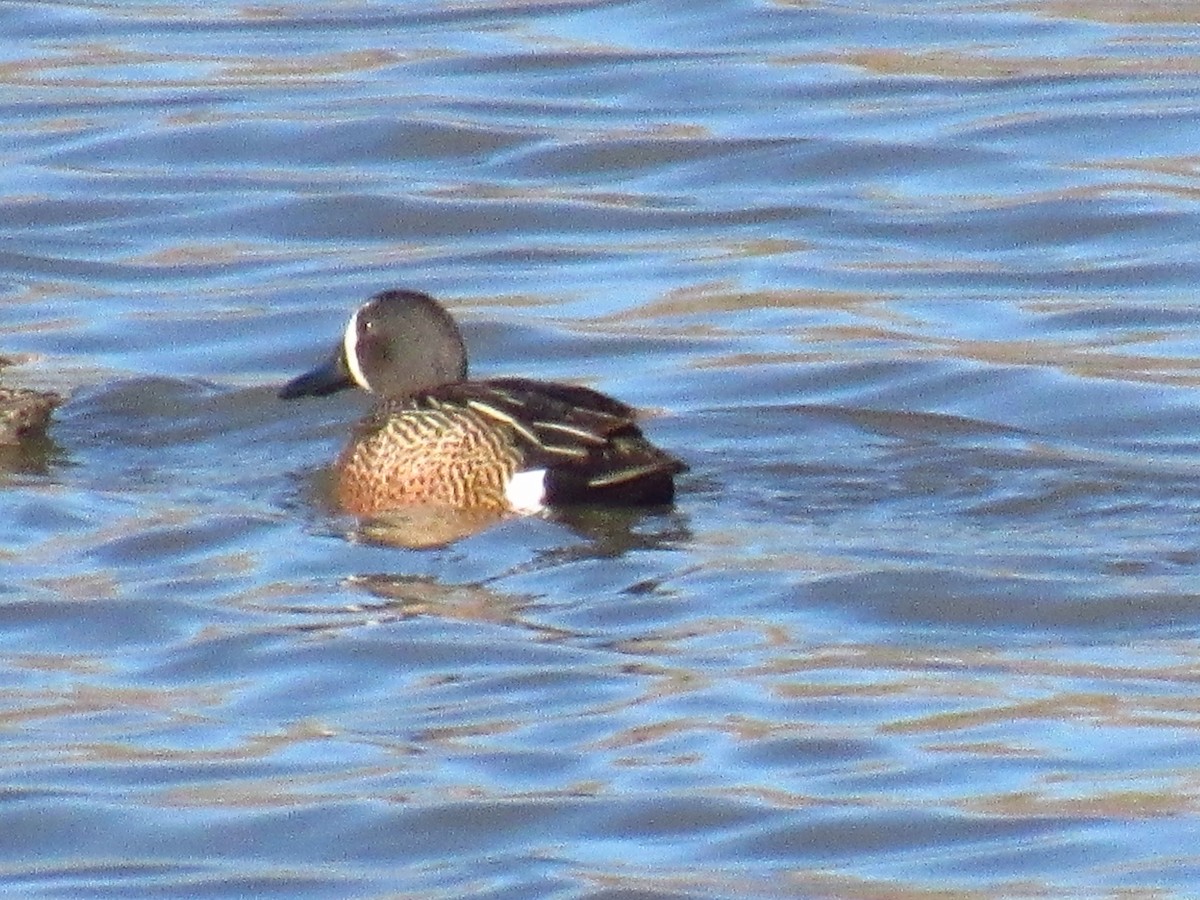 Blue-winged Teal - ML618764954