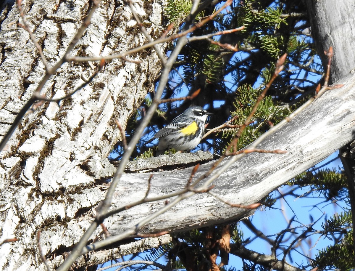 Yellow-rumped Warbler - ML618764967