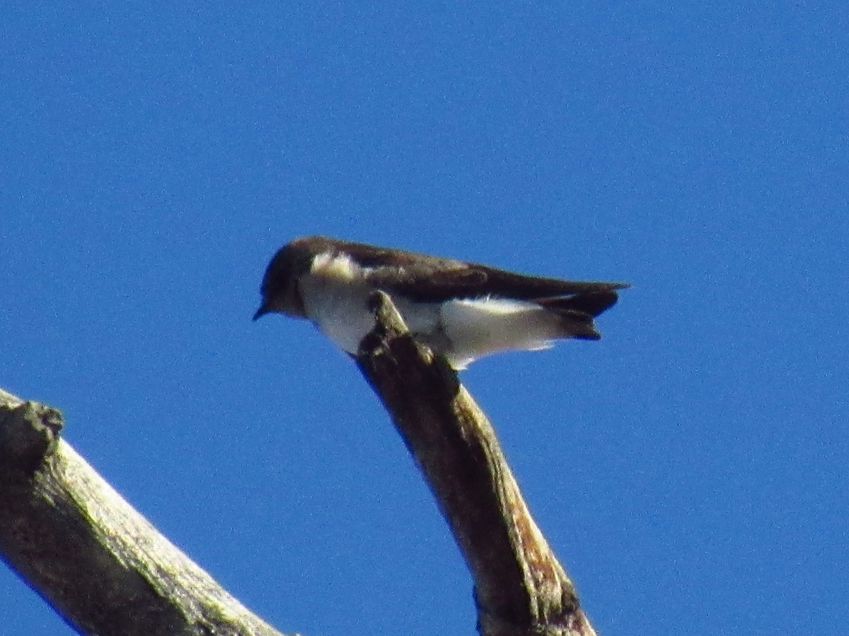 Northern Rough-winged Swallow - ML618764977