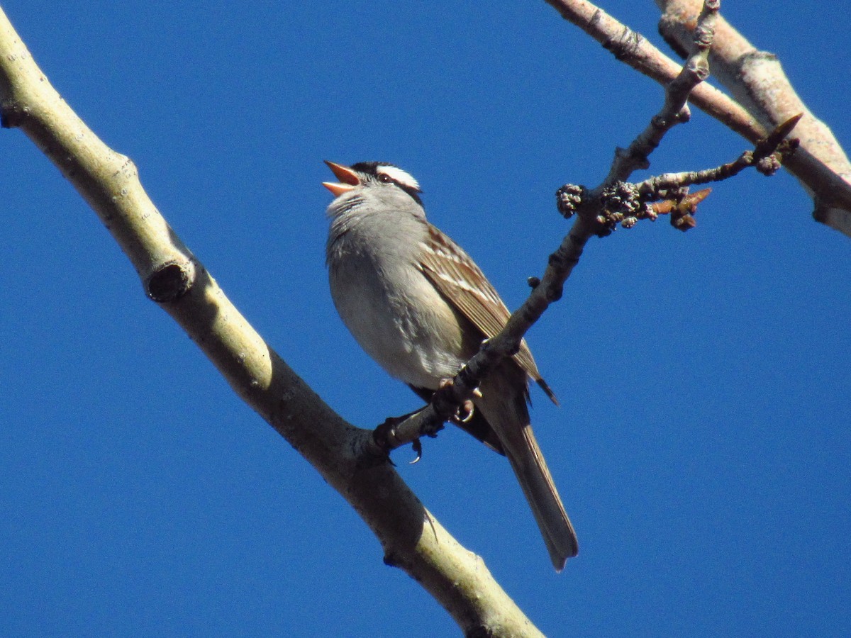 White-crowned Sparrow - ML618765003