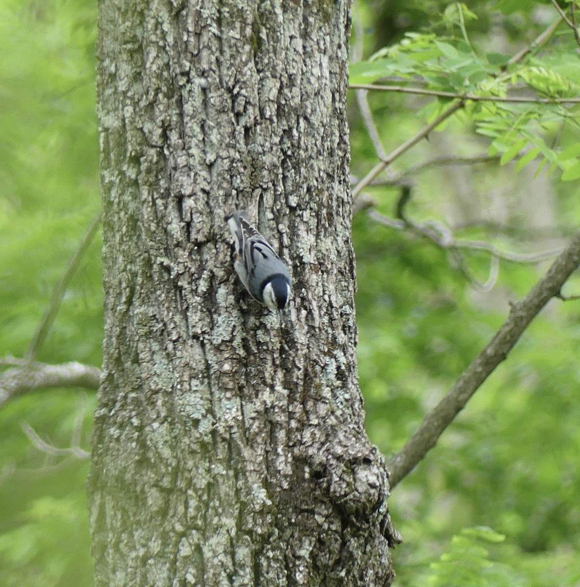 White-breasted Nuthatch - Harriet Bell