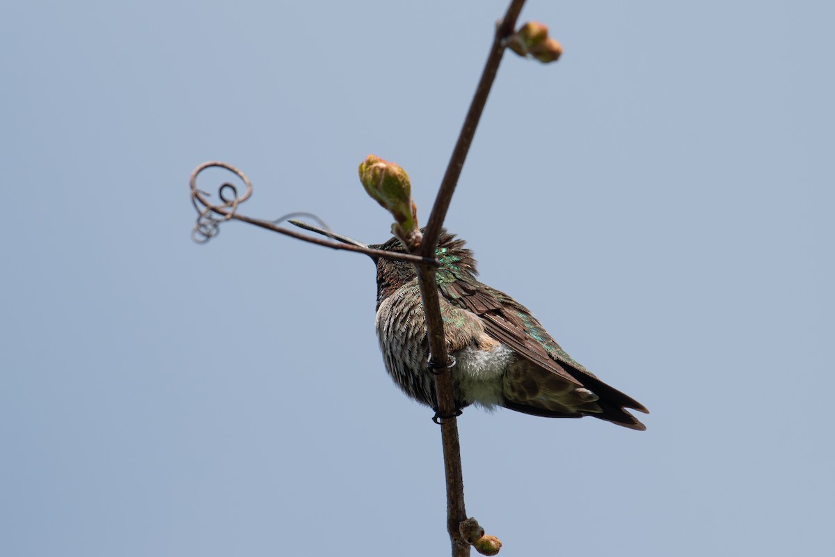 Ruby-throated Hummingbird - ML618765038