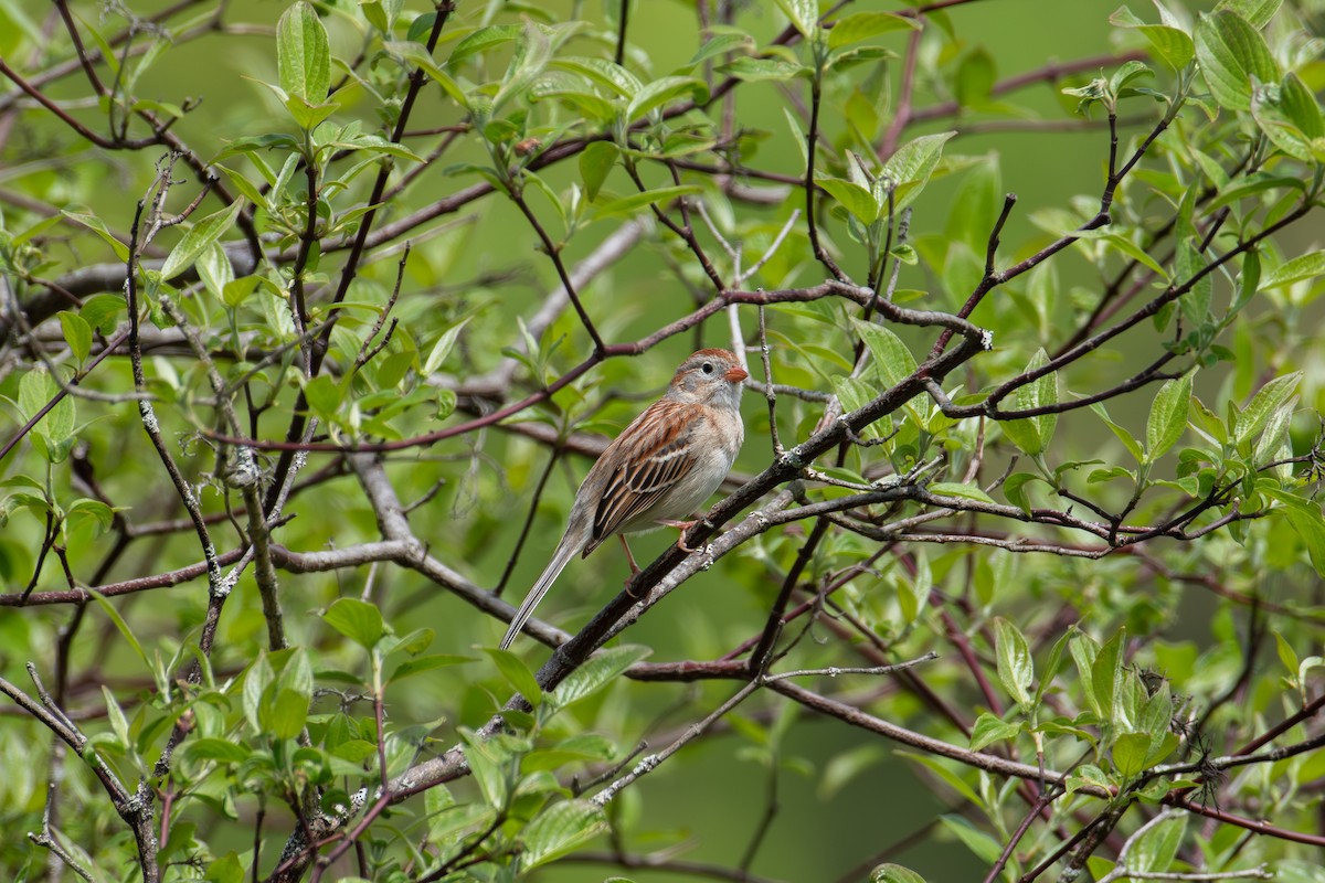 Field Sparrow - ML618765044