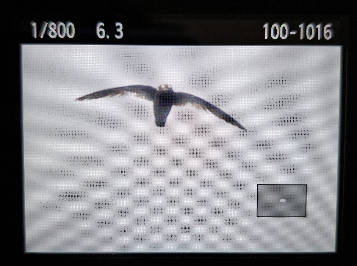 Spot-fronted Swift - ML618765056