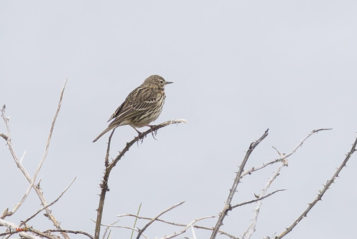 Meadow Pipit - ML618765063