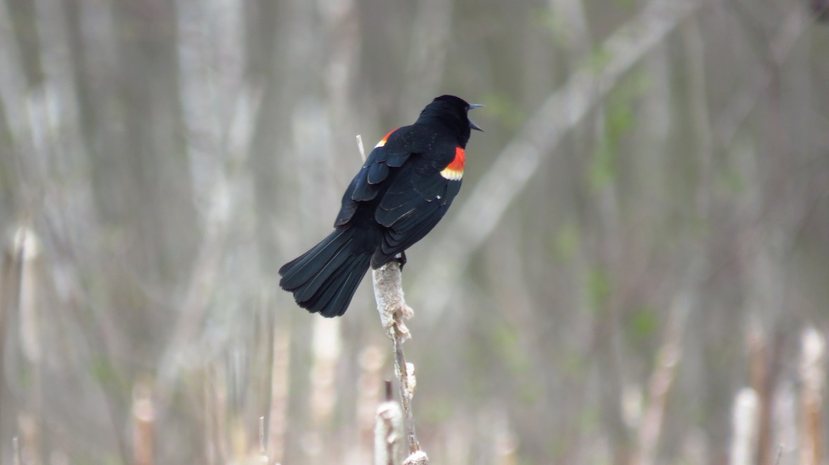 Red-winged Blackbird - ML618765120