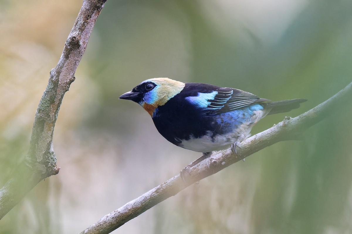 Golden-hooded Tanager - Zbigniew Wnuk