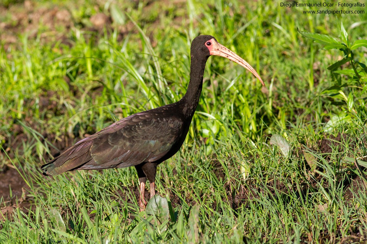 ibis tmavý - ML618765205