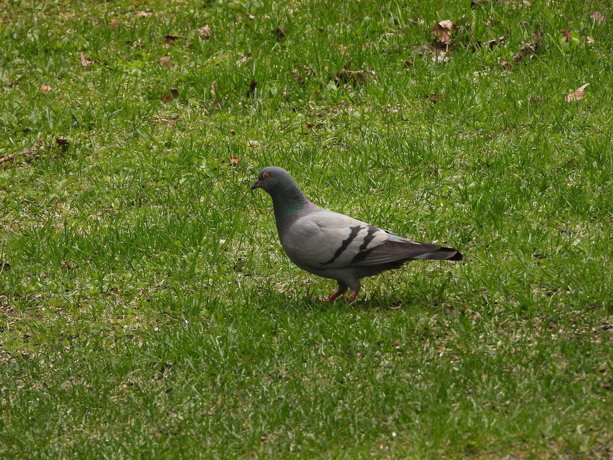 Rock Pigeon (Feral Pigeon) - ML618765243