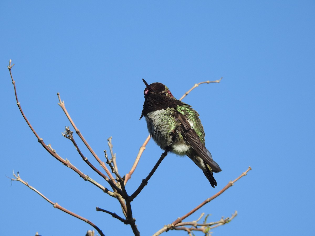 Anna's Hummingbird - ML618765305