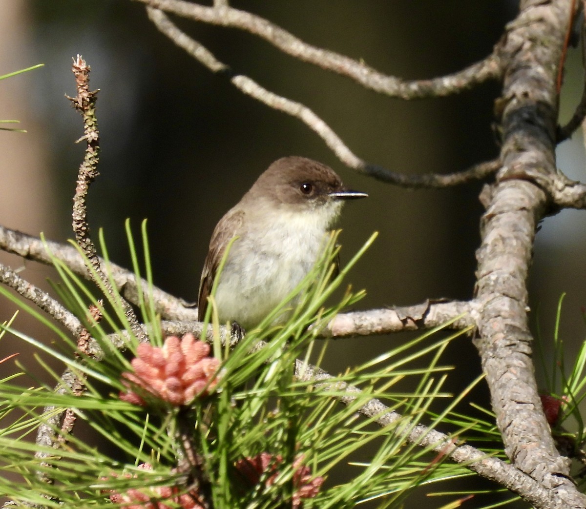 eBird Checklist - 10 May 2024 - Marengo Ridge Conservation Area - 22 ...