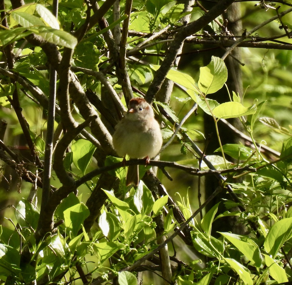 Field Sparrow - ML618765343
