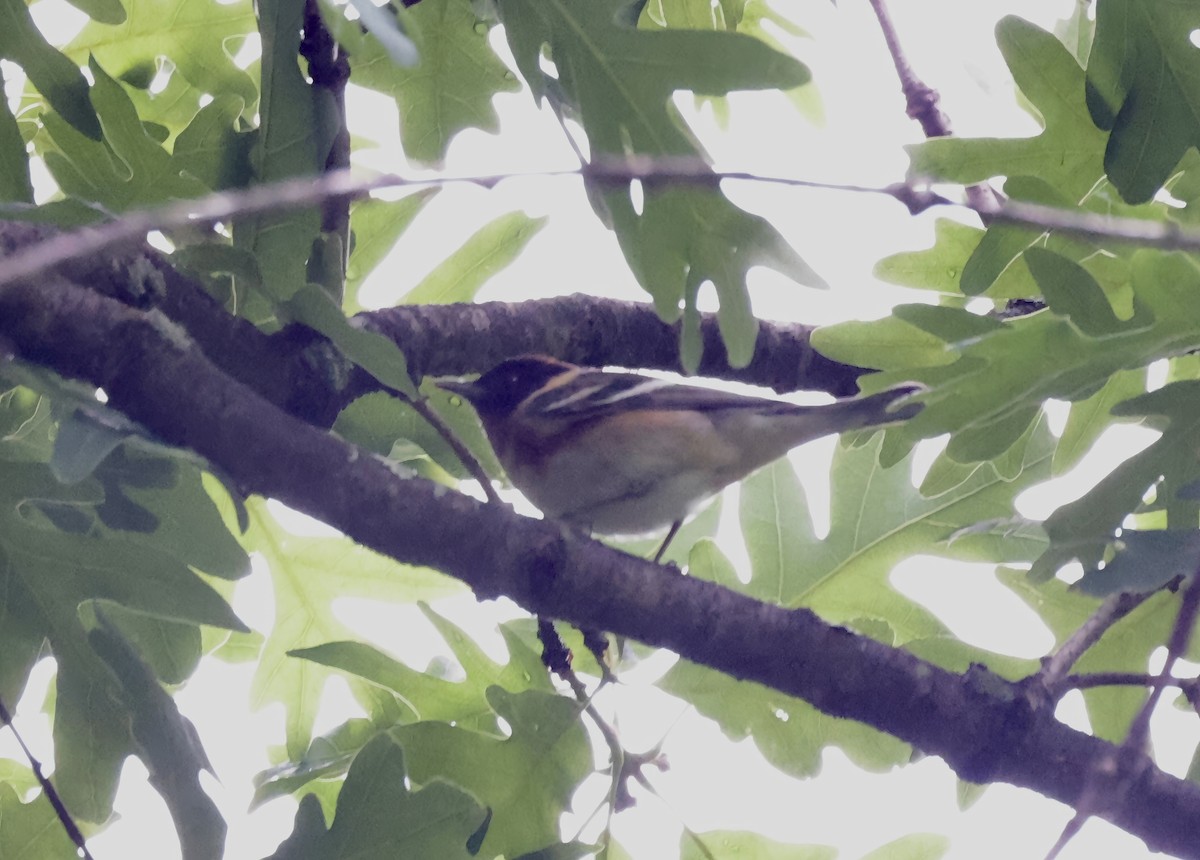 Bay-breasted Warbler - ML618765355