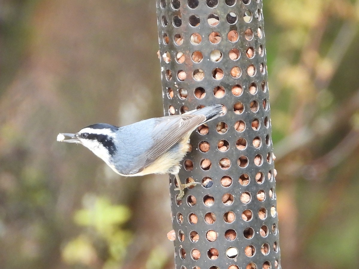 Red-breasted Nuthatch - ML618765377