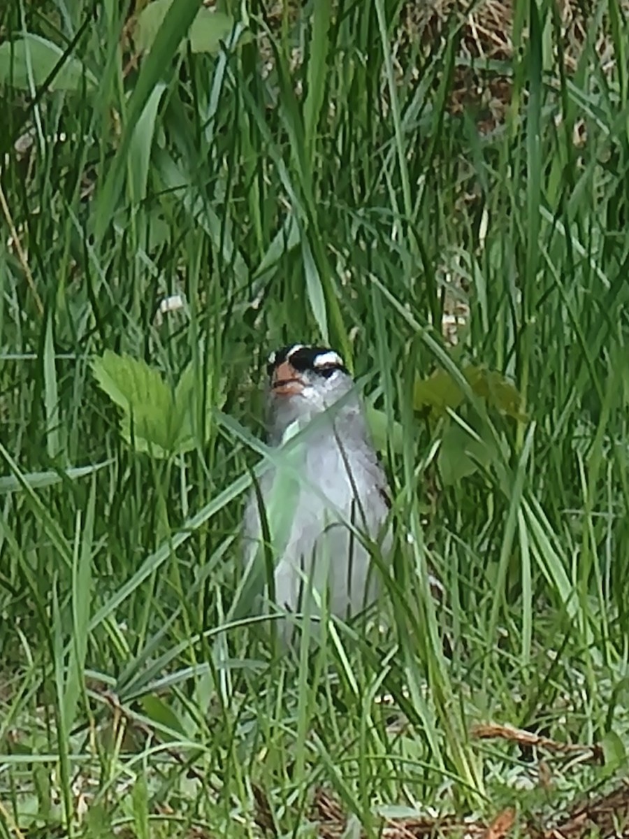 White-crowned Sparrow - ML618765378