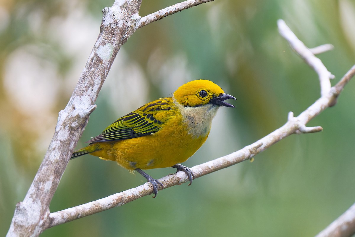 Silver-throated Tanager - Zbigniew Wnuk