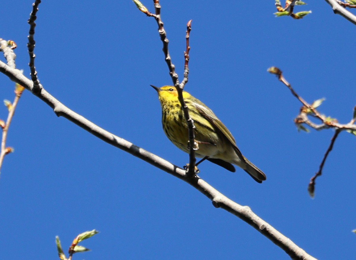 Cape May Warbler - ML618765478