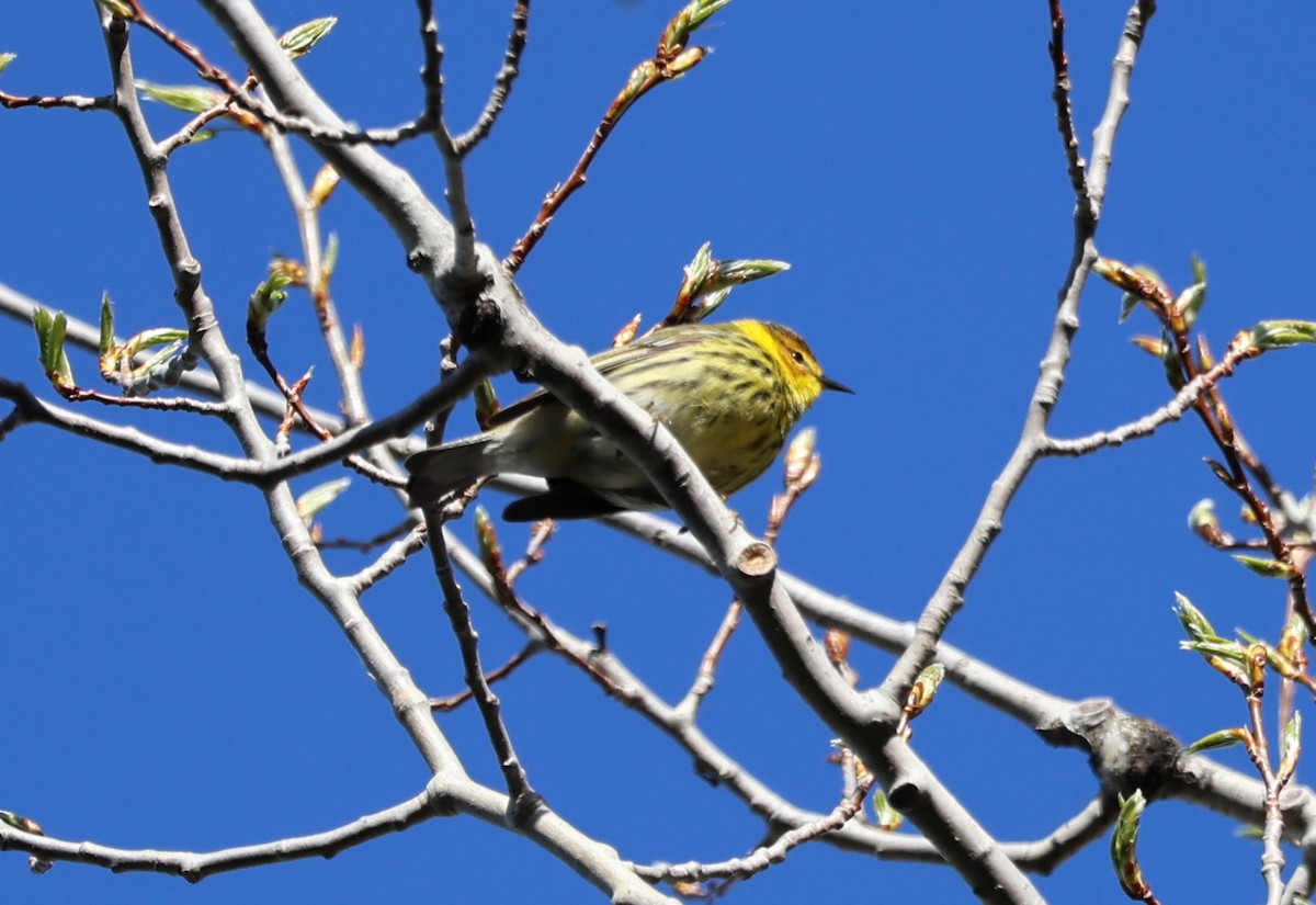 Cape May Warbler - Jean Crépeau