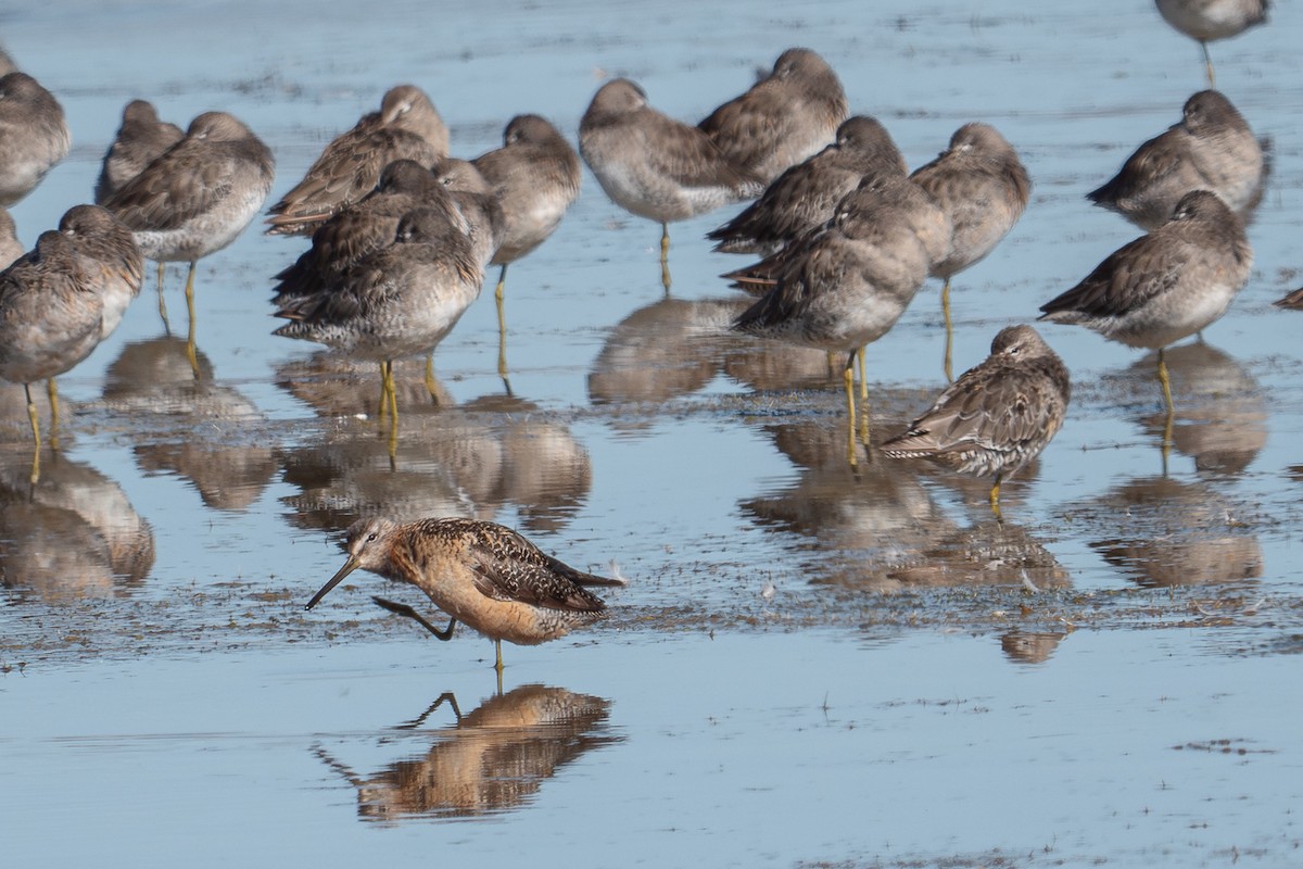 Long-billed Dowitcher - ML618765485