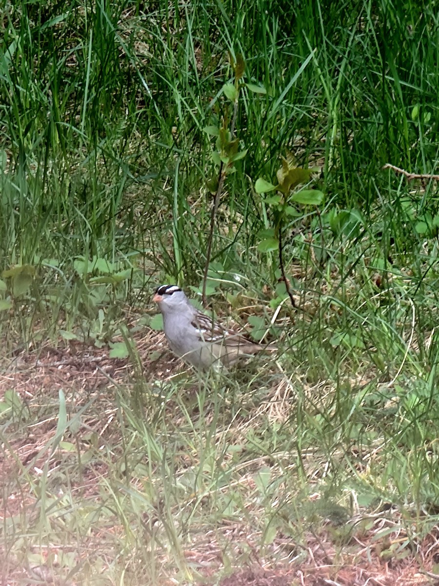 White-crowned Sparrow - ML618765506