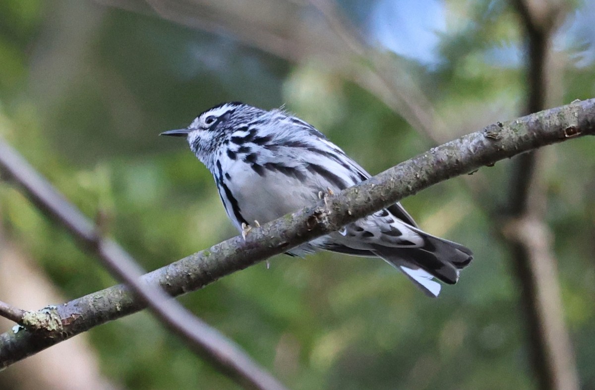 Black-and-white Warbler - ML618765524