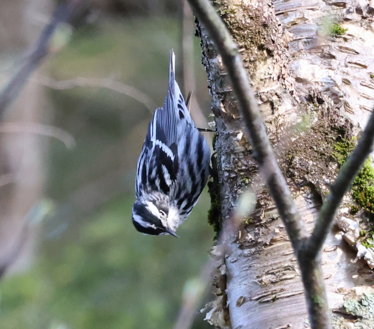 Black-and-white Warbler - ML618765525