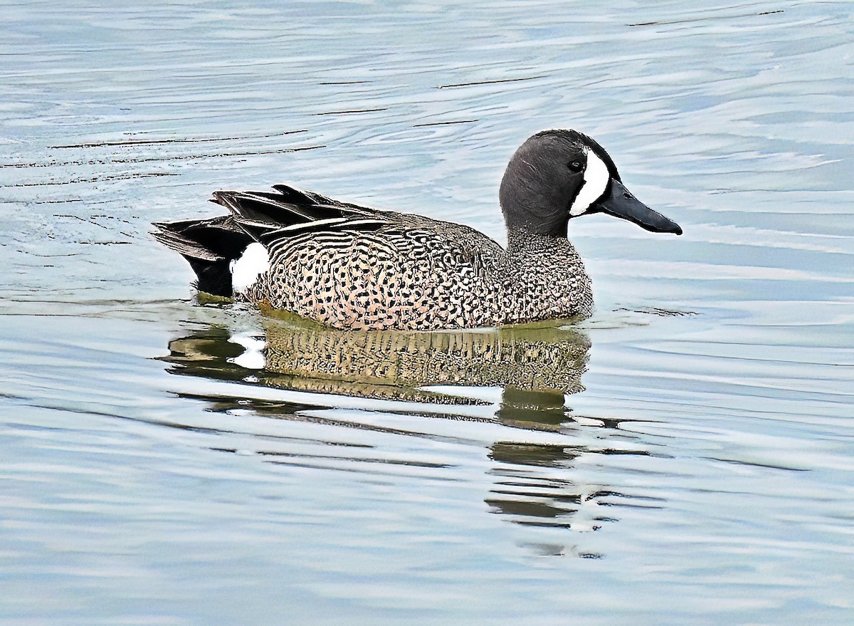 Blue-winged Teal - ML618765546