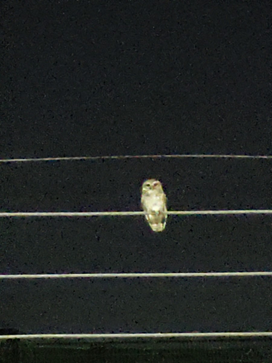 Spotted Owlet - ML618765552