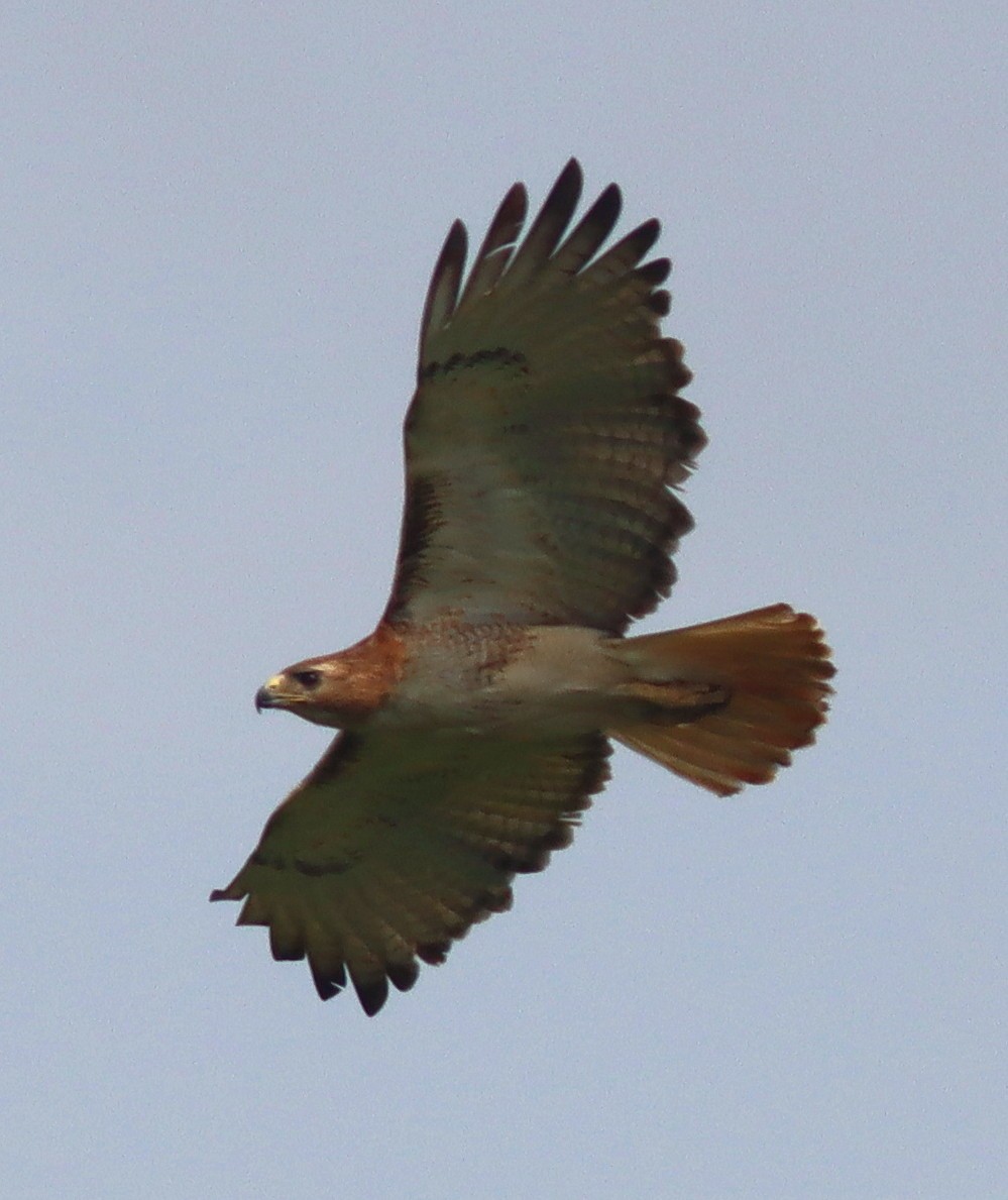 Red-tailed Hawk - ML618765567