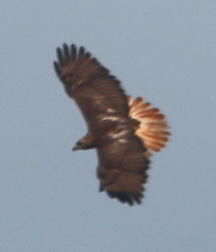 Red-tailed Hawk - ML618765568