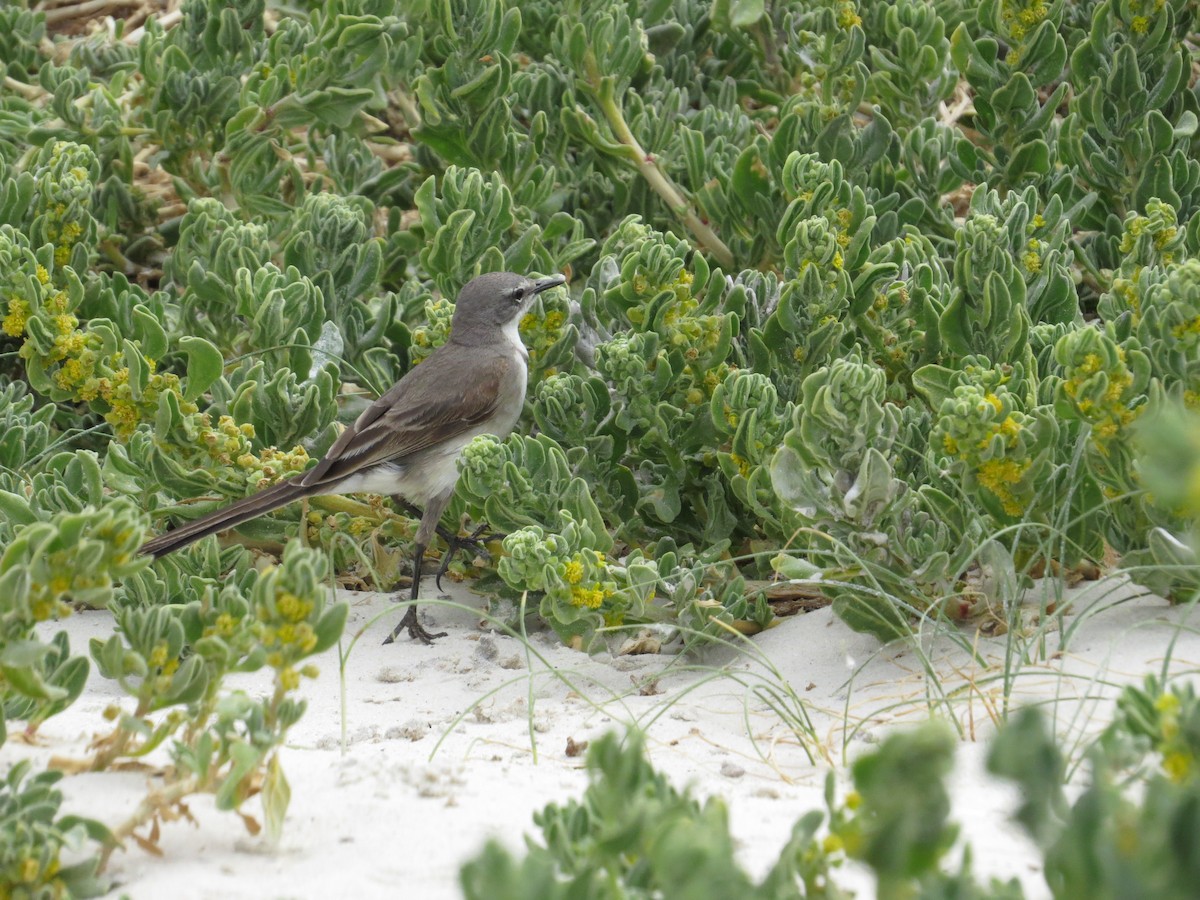 Cape Wagtail - ML618765582