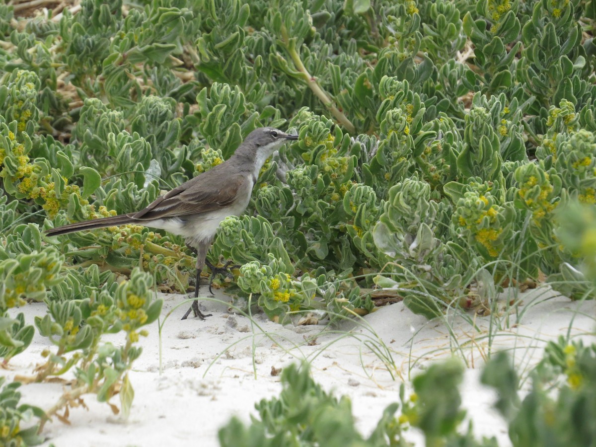 Cape Wagtail - ML618765592