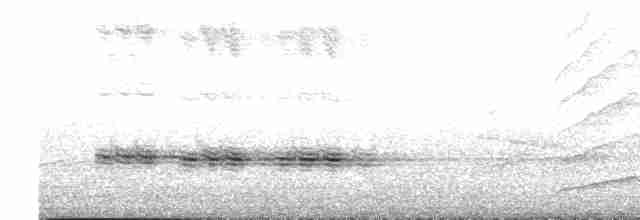 Moqueur des savanes (gracilis/leucophaeus) - ML618765601