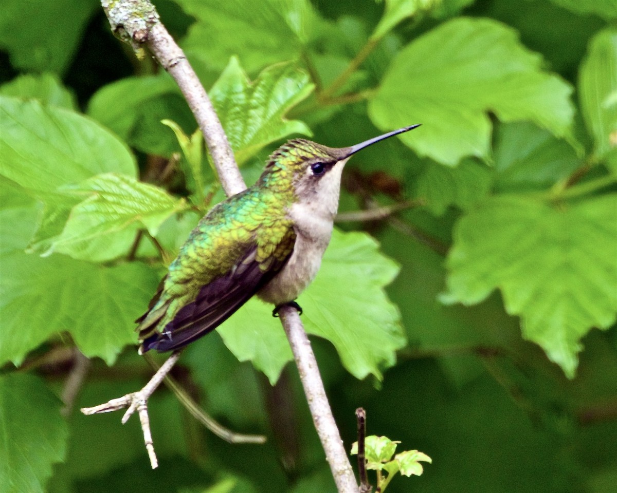 Ruby-throated Hummingbird - ML618765613