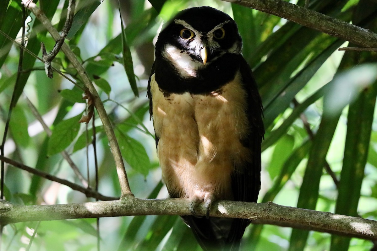 Spectacled Owl - ML618765646