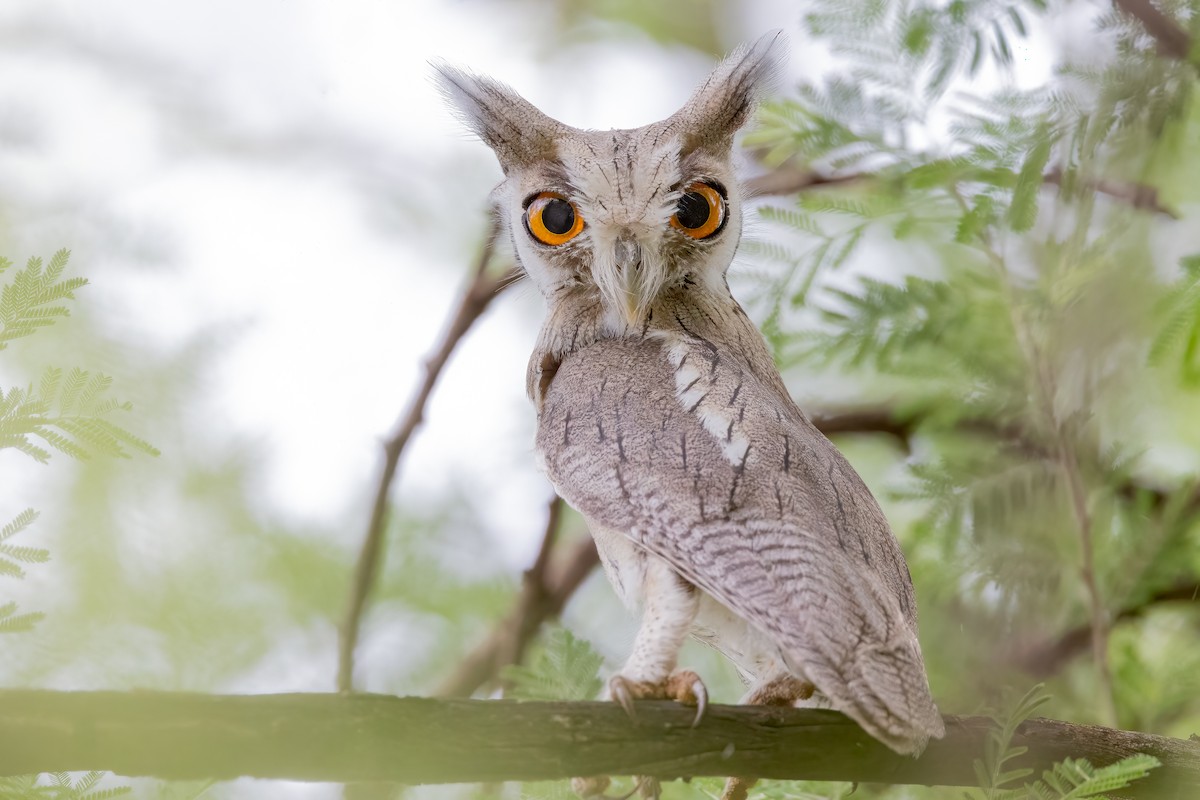 Northern White-faced Owl - ML618765653