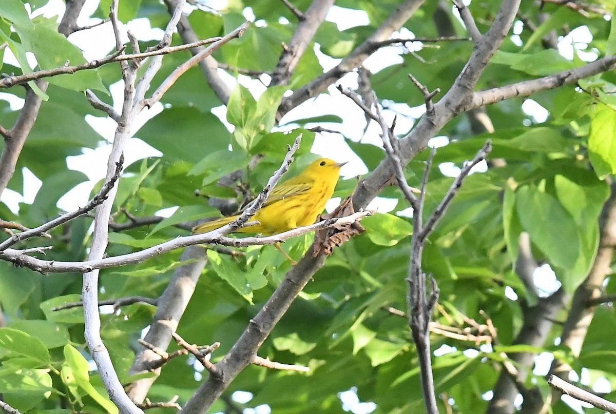Yellow Warbler - Lance Felber