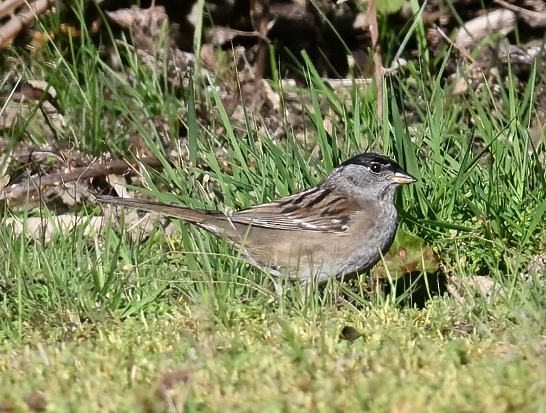 Golden-crowned Sparrow - ML618765670